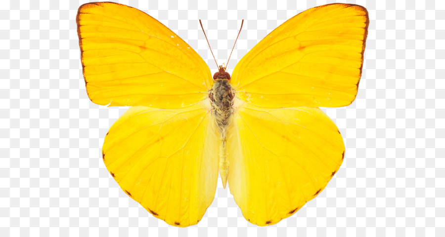 дымчатый желтый，бабочка PNG