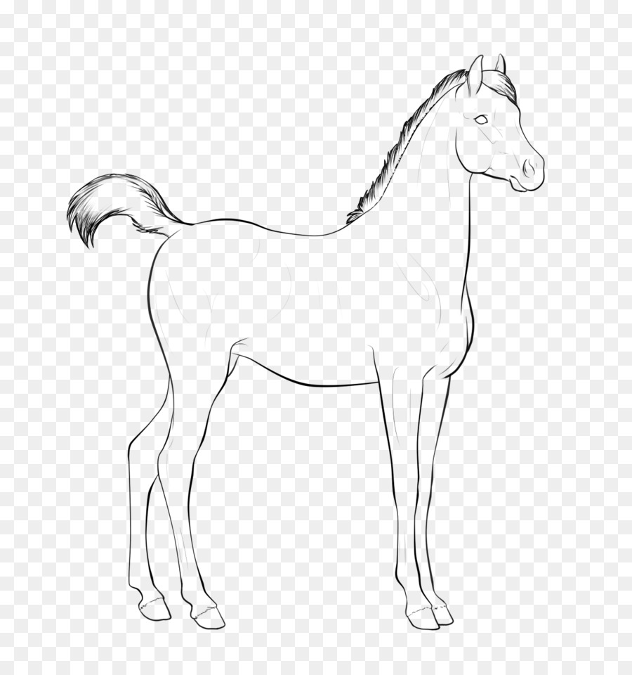 уздечка，Foal PNG