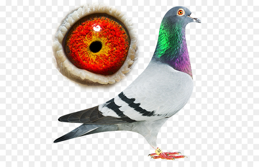 Columbidae，сизый голубь PNG