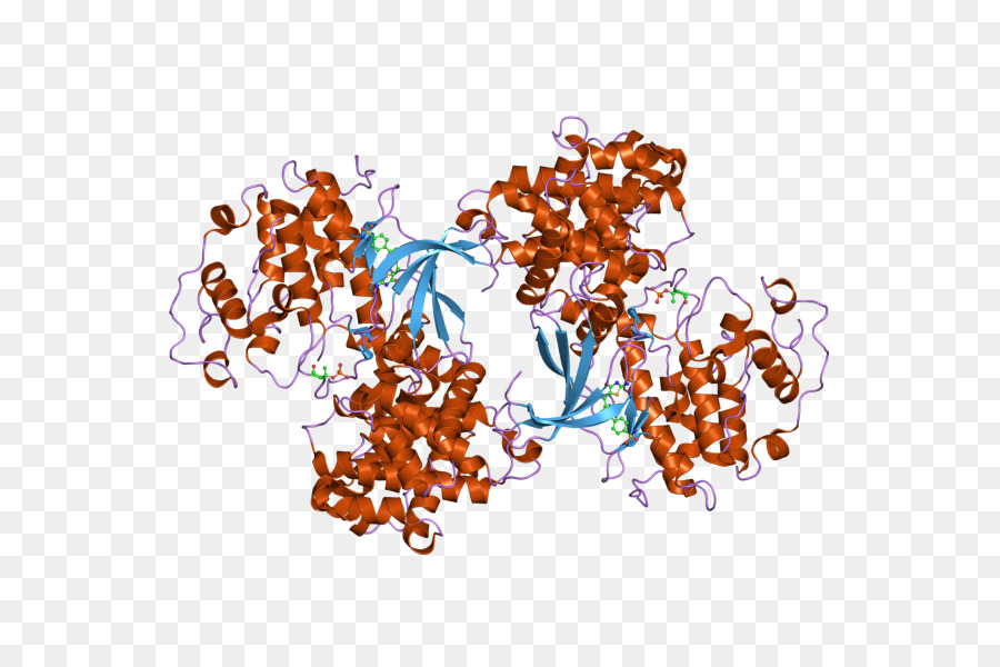 Структура белка，Молекула PNG