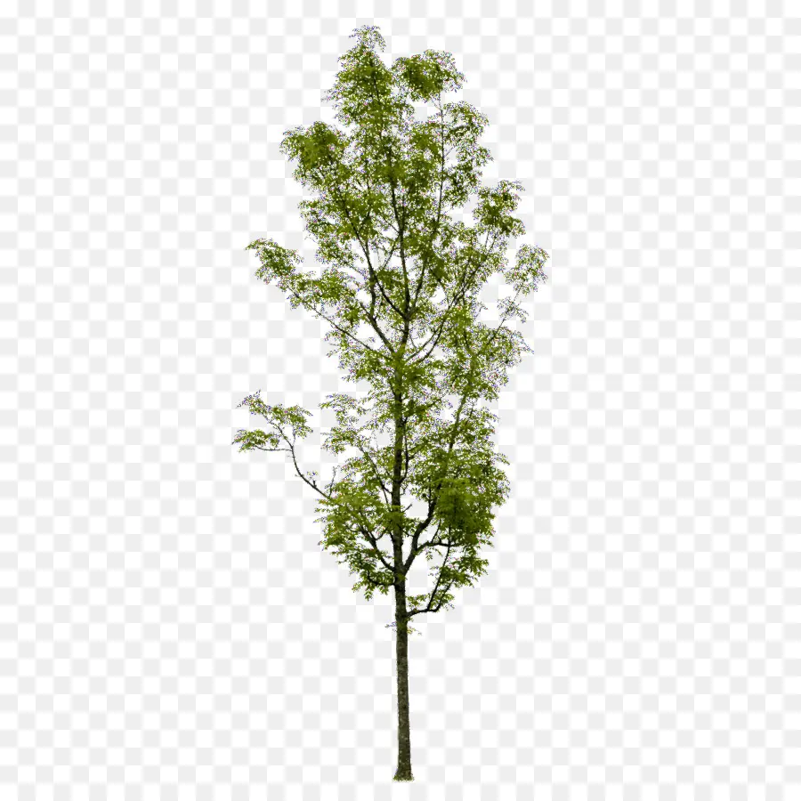 аскур，дерево PNG