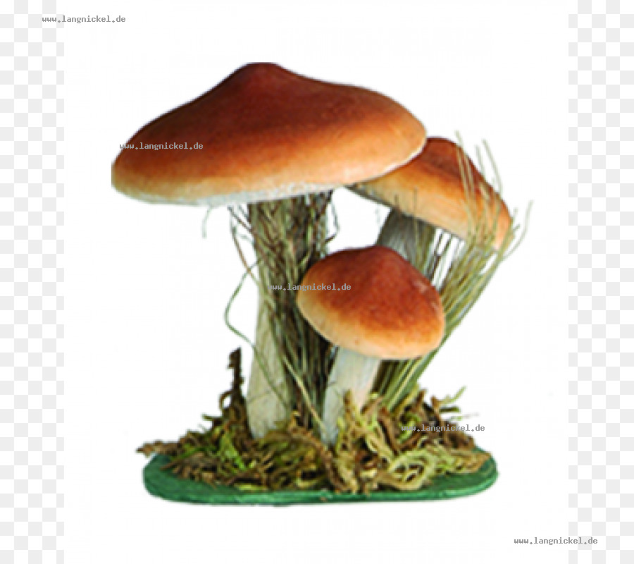 съедобный гриб，грибок PNG