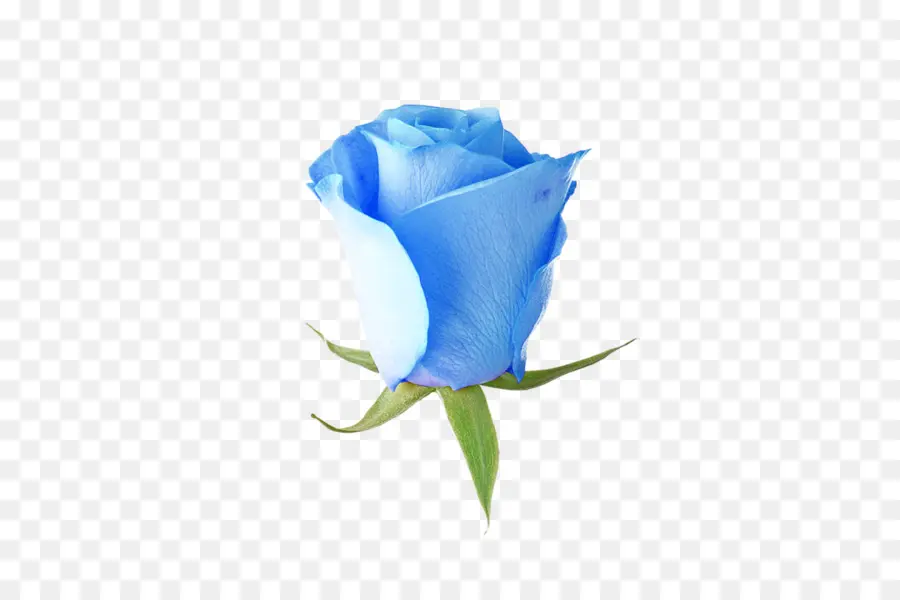 голубая роза，сад роз PNG