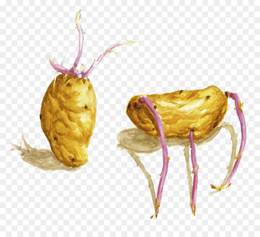 картофель，фрукты PNG