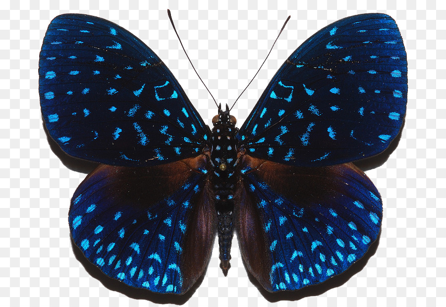 бабочка，Стеклянная бабочка PNG