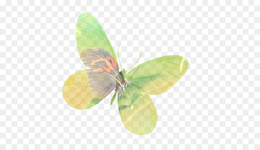белянок，Gossamerwinged бабочки PNG