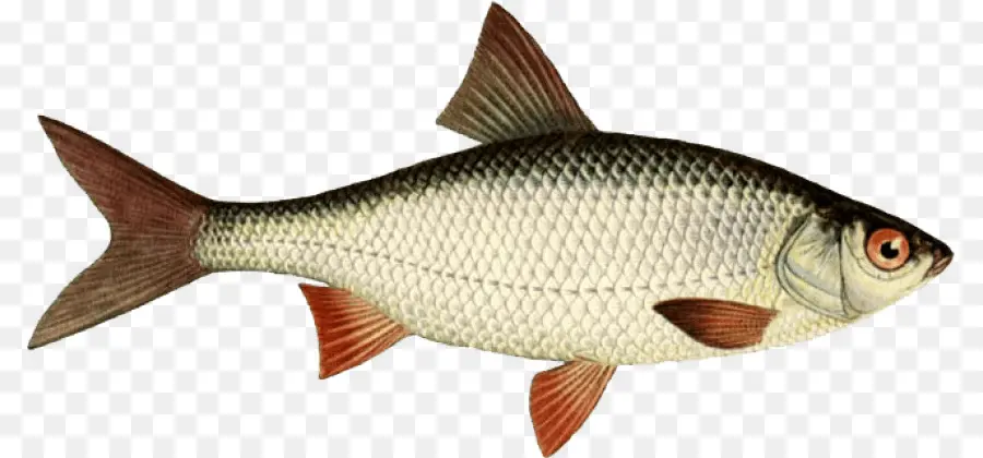 ловит рыбу，рыба PNG