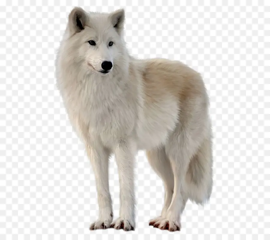 аляскинский тундровый волк，песец PNG