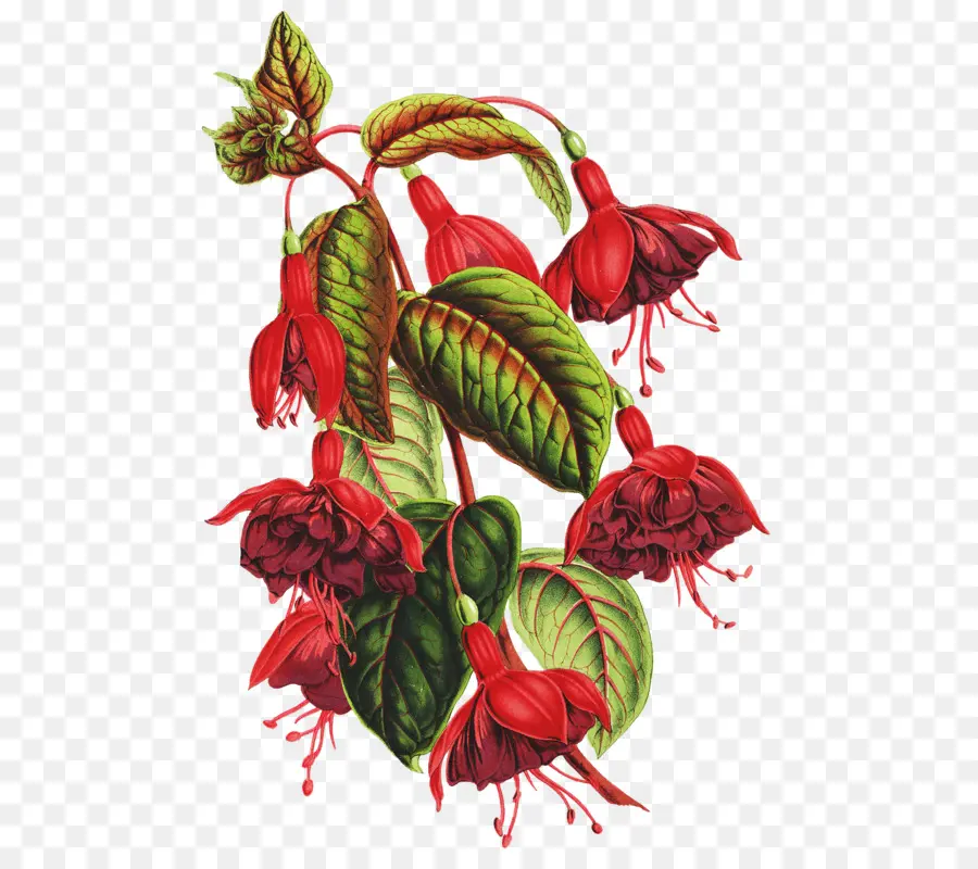цветок，Ботаническая иллюстрация PNG