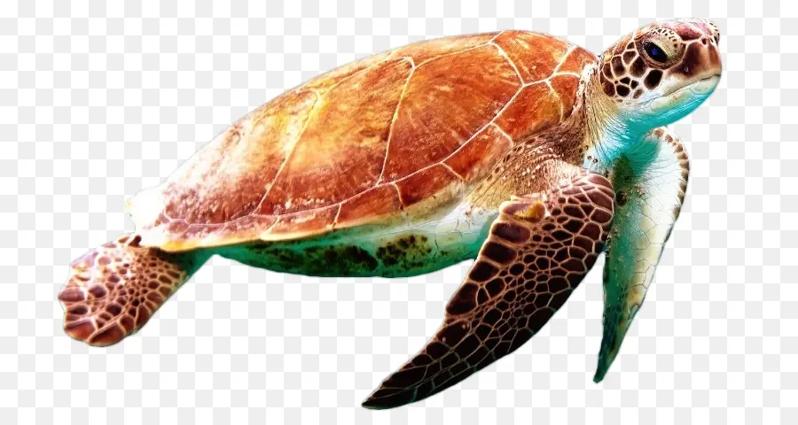 черепаха，морская черепаха PNG