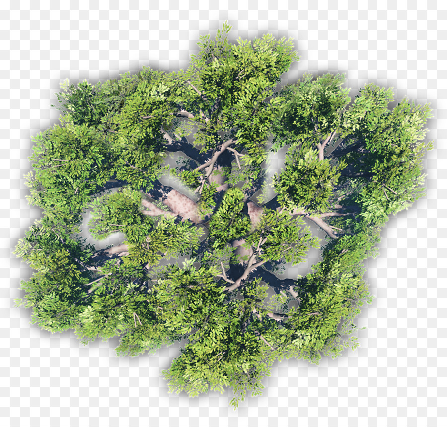 дерево，растительность PNG