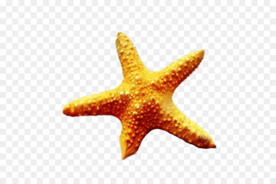 морская звезда，я вижу звезды PNG