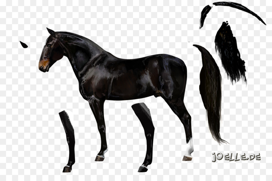 Mustang，Stallion PNG