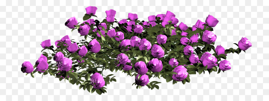 по прежнему жизни розовых роз，цветок PNG
