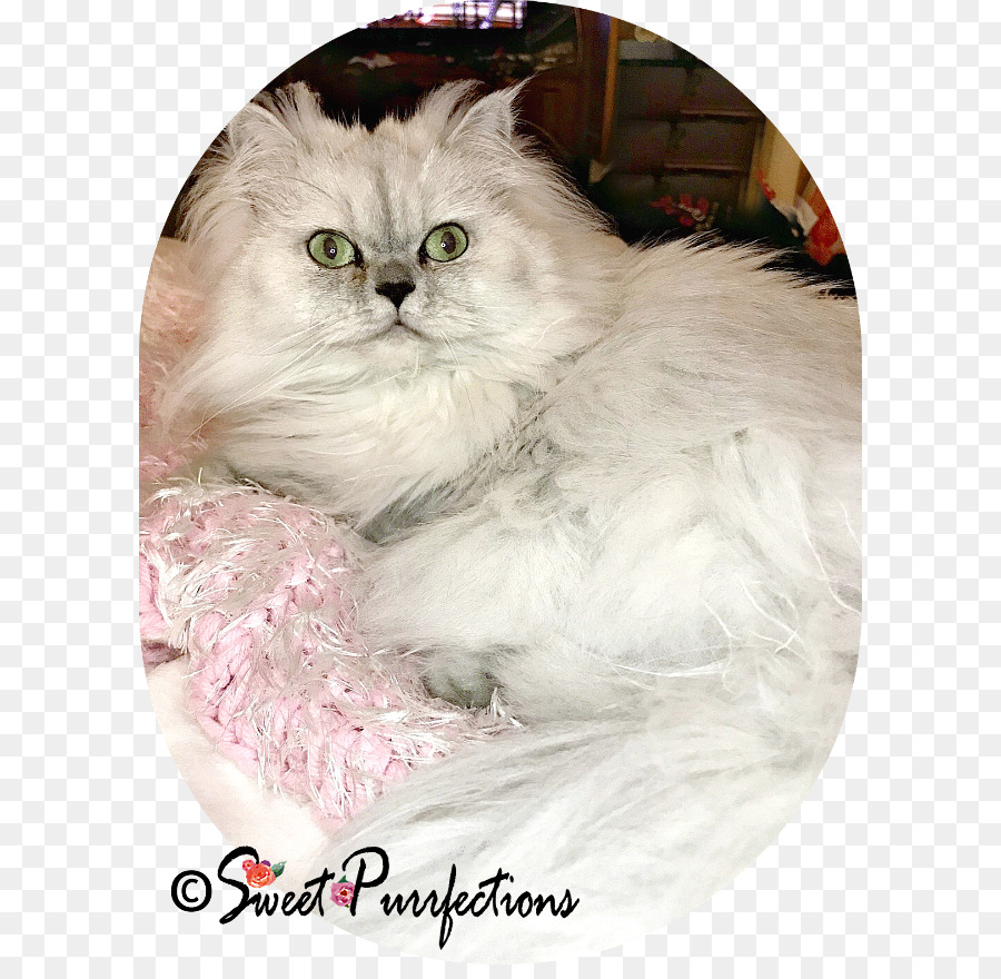 персидская кошка，азиатские полудлинношерстным PNG