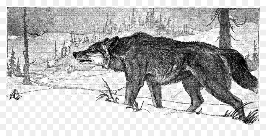 серый волк，Охота на волка PNG