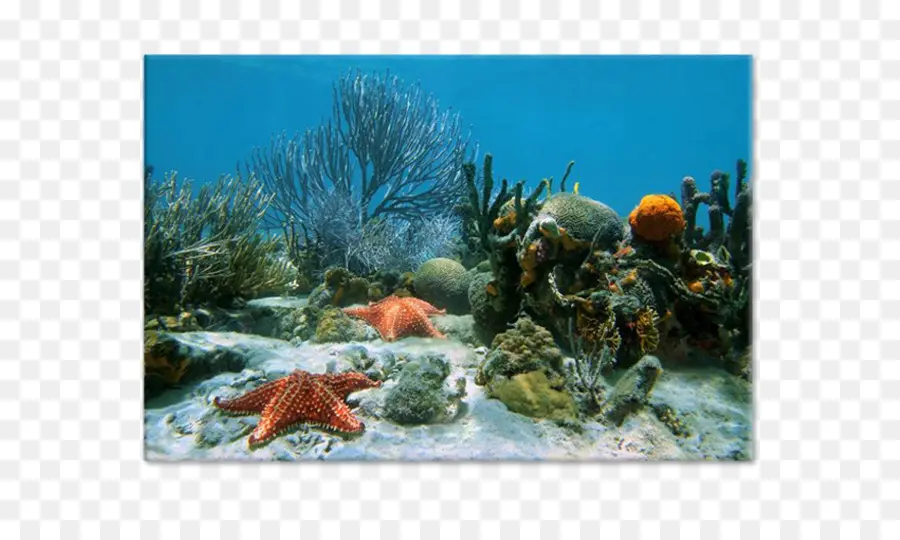 Мировой океан，коралловый риф PNG