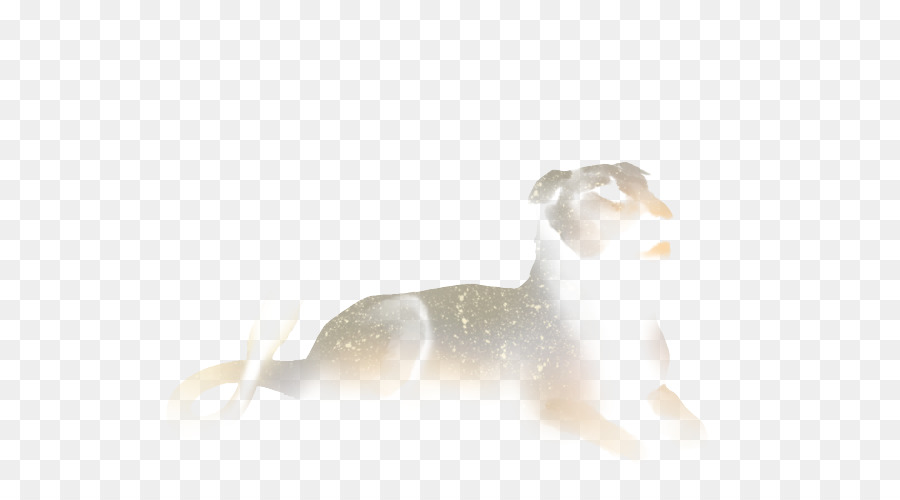 кошка，собака PNG