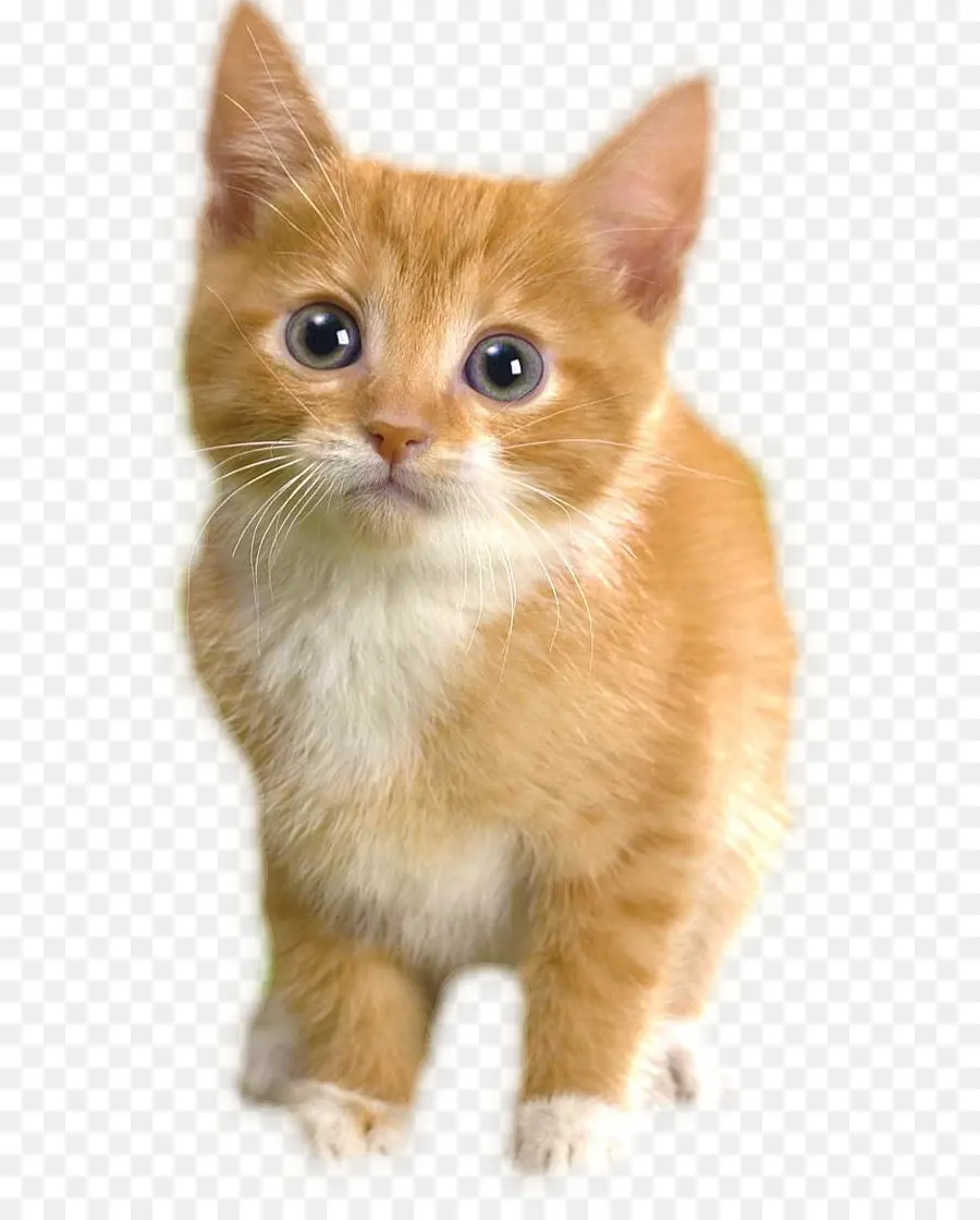 Котенок，кот PNG