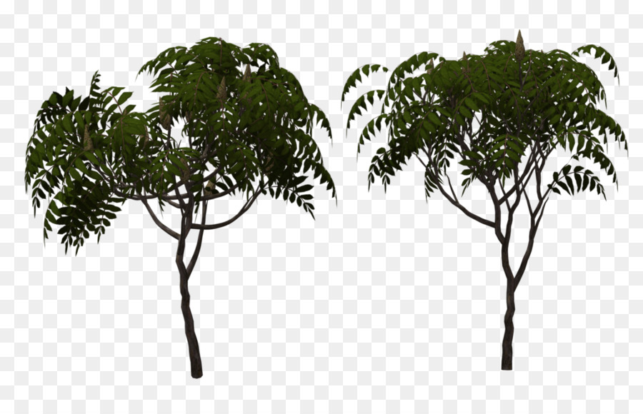 Arecaceae，лист PNG