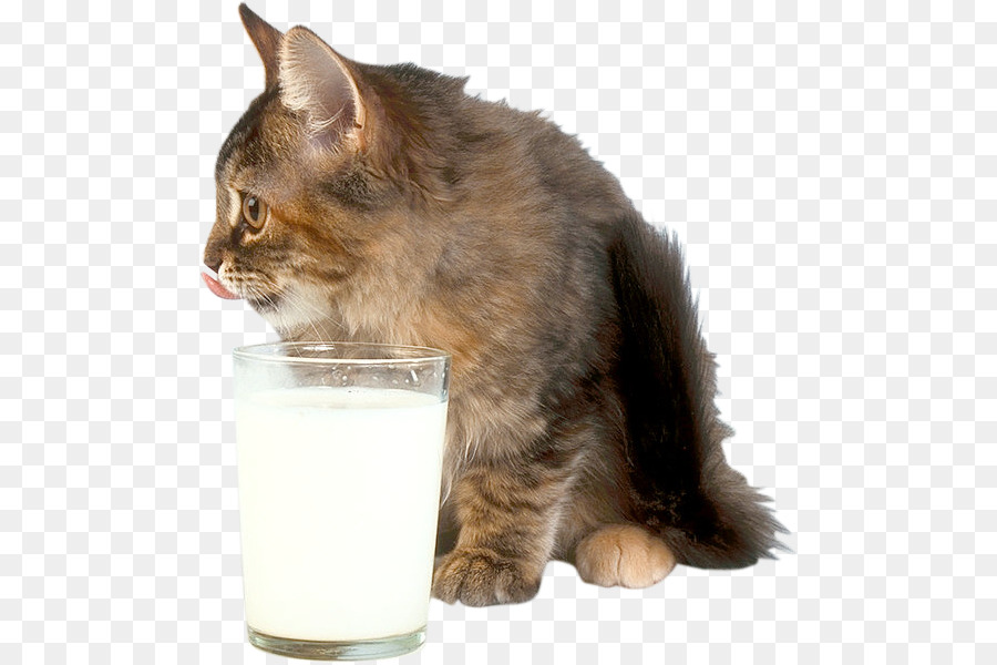 котенок，усы PNG
