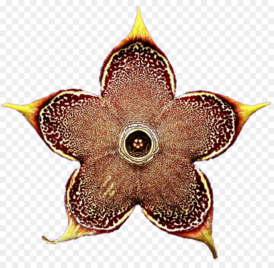 симметрия，цветок PNG