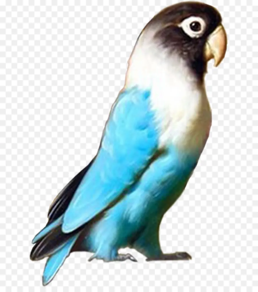 волнистый попугайчик，неразлучник PNG