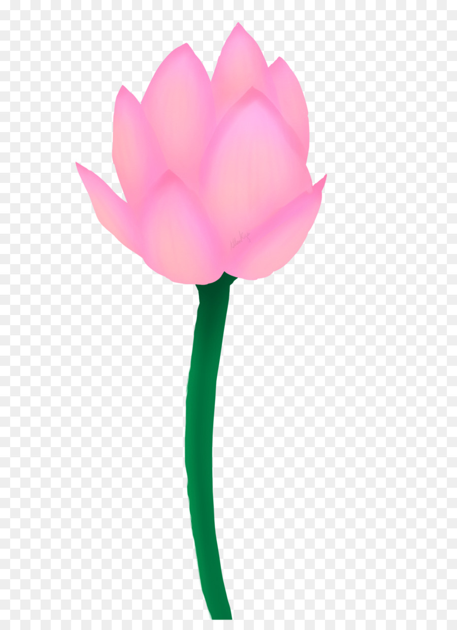 тюльпан，семья Роуз PNG