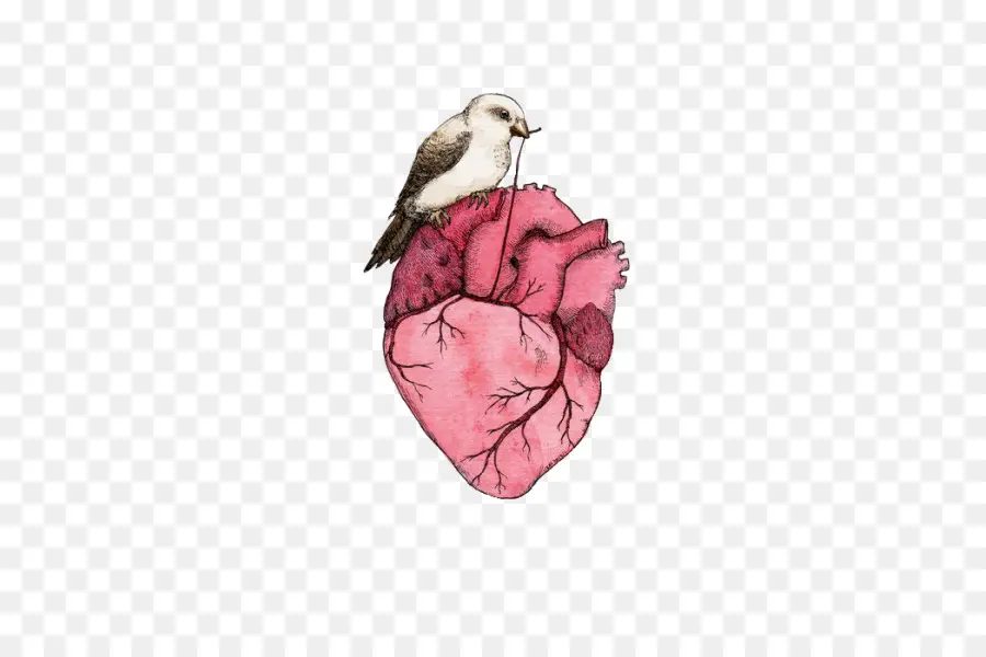 сердце，анатомия PNG