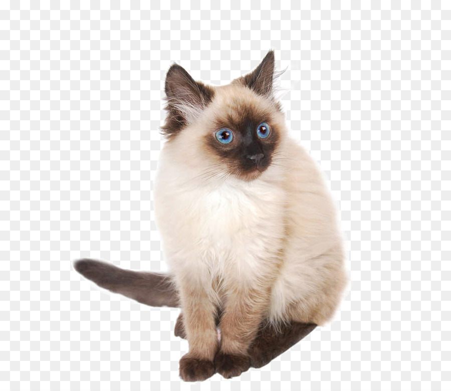 свободно балинезийская кошка, сиамская кошка, рэгдолл прозрачное изображени...