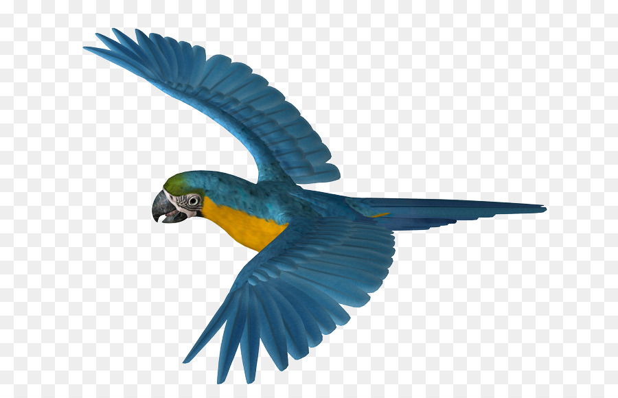волнистый попугайчик，Parakeet PNG
