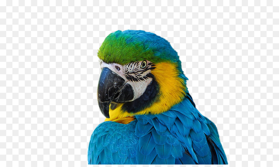 птица，волнистый попугайчик PNG