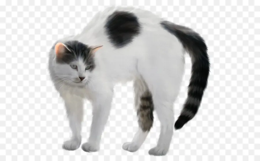 котенок，внутренние короткошерстная кошка PNG