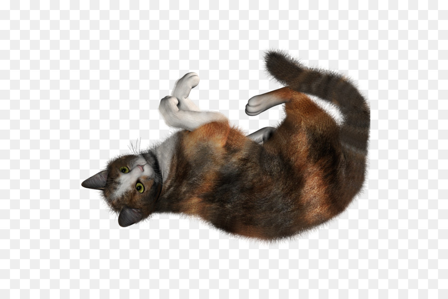 котенок，сиамская кошка PNG