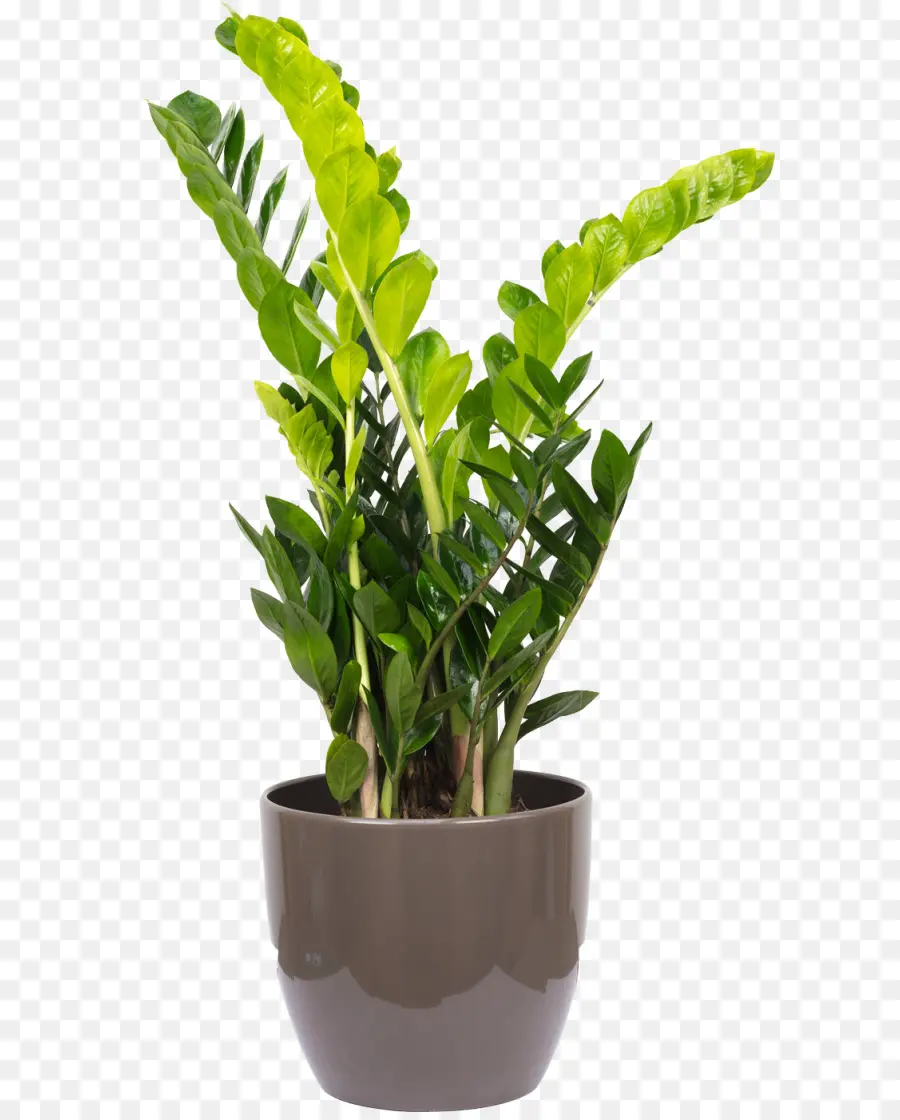 замиокулькас Zamiifolia，комнатное растение PNG