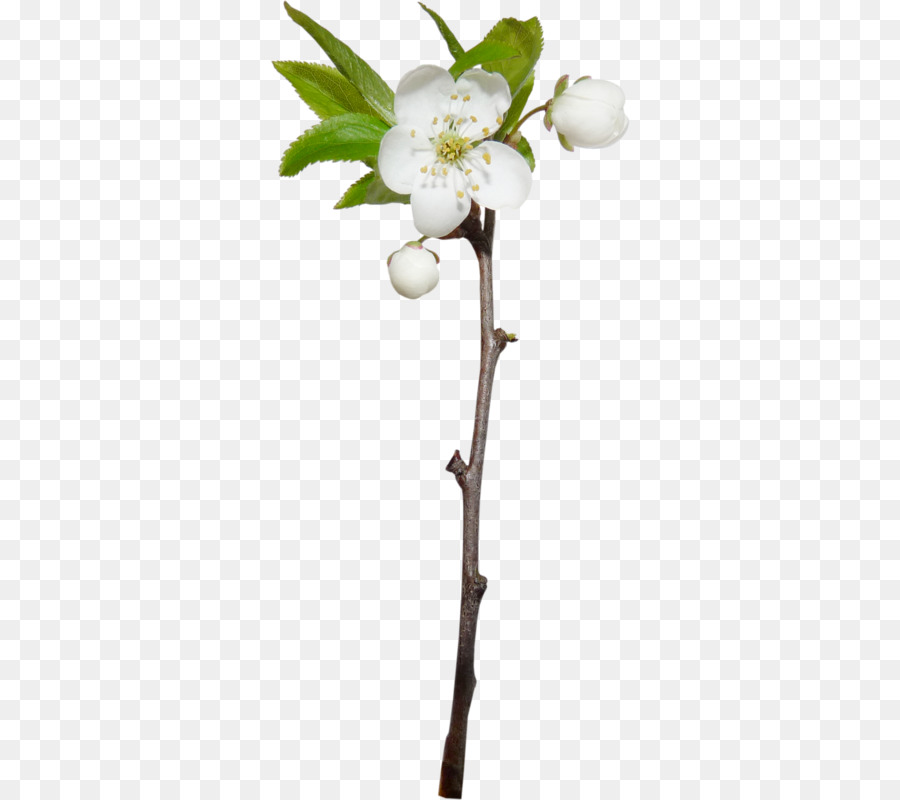 цветок，платформы Spring PNG