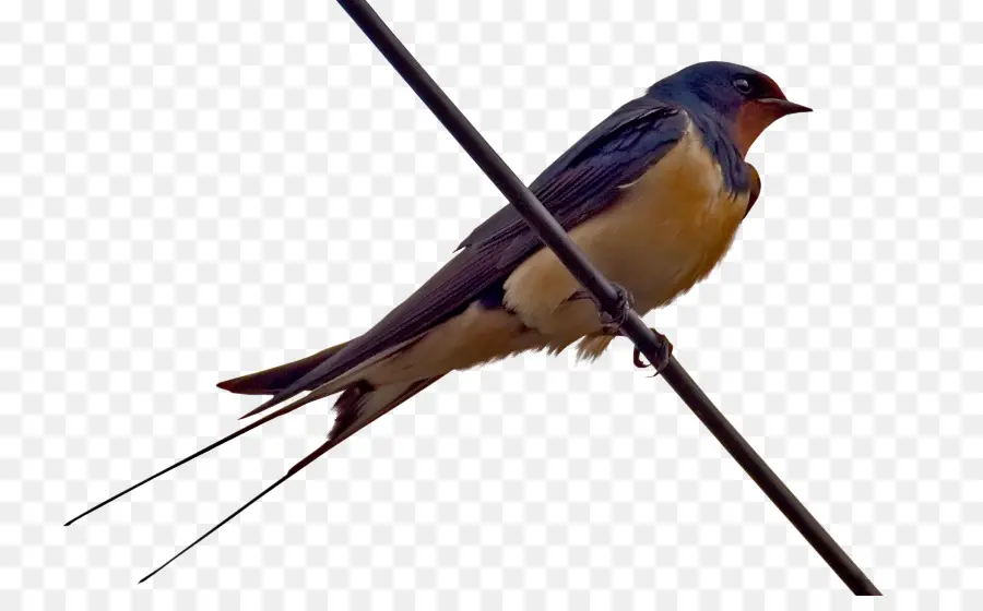 деревенская ласточка，птица PNG