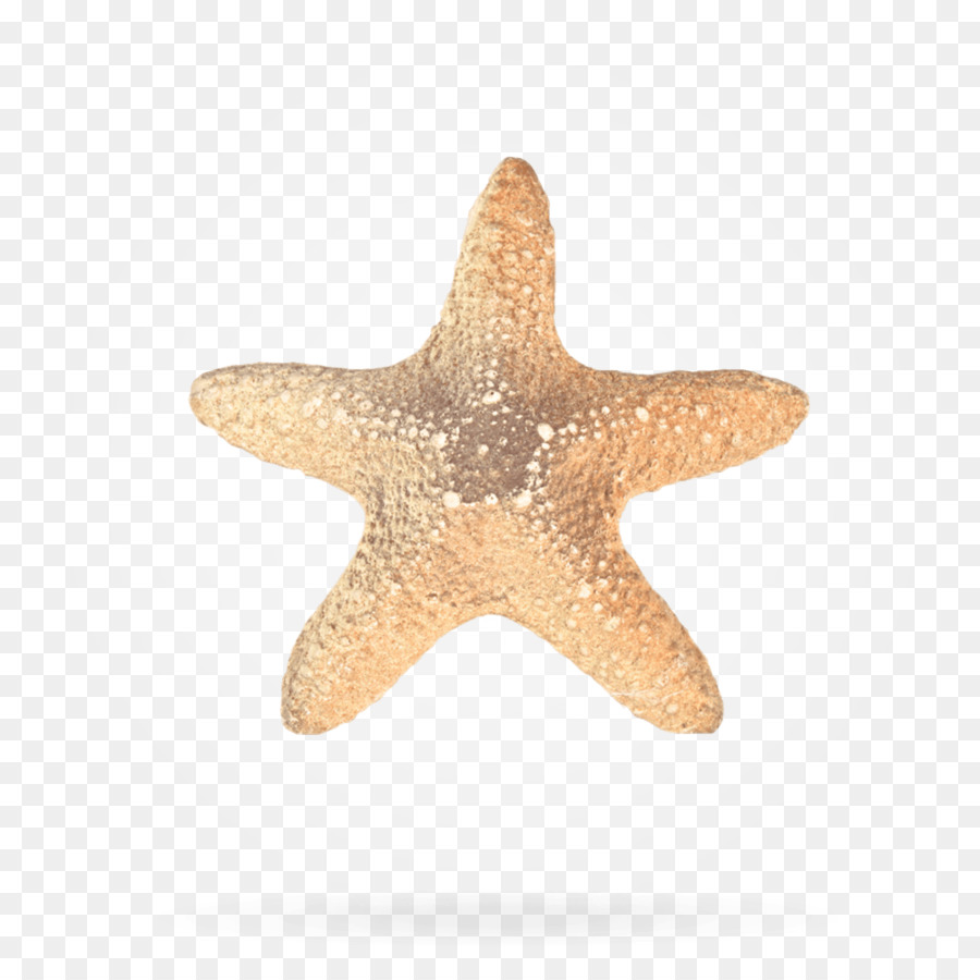 морская звезда，обработка персональных данных PNG