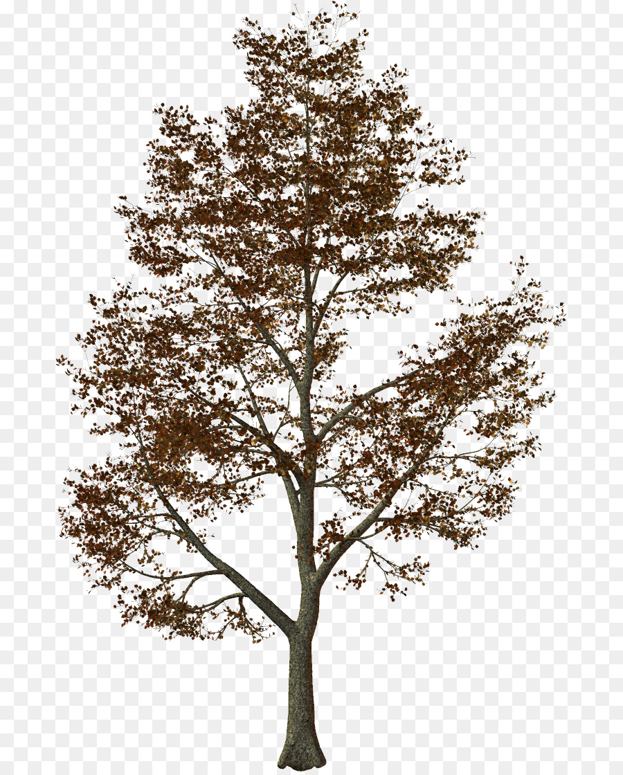 пиния，дерево PNG