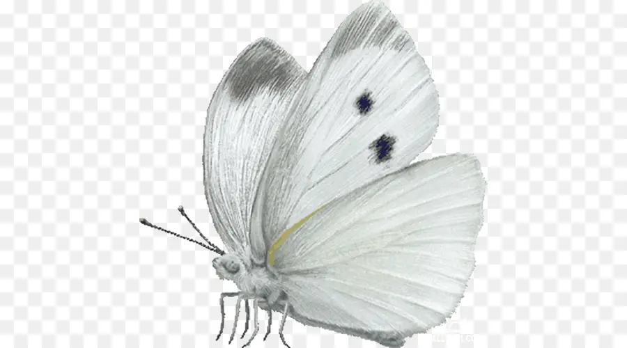 бабочка，капуста белый PNG