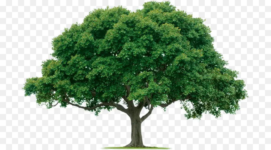 вечнозеленые，дерево PNG