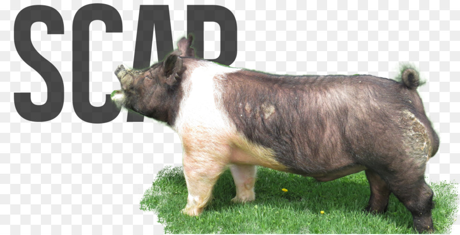 свинья，крупный рогатый скот PNG