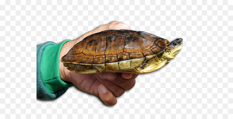 черепахи коробка，природной среды PNG