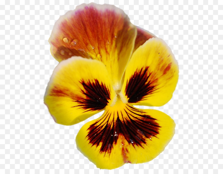 анютины глазки，цветок PNG