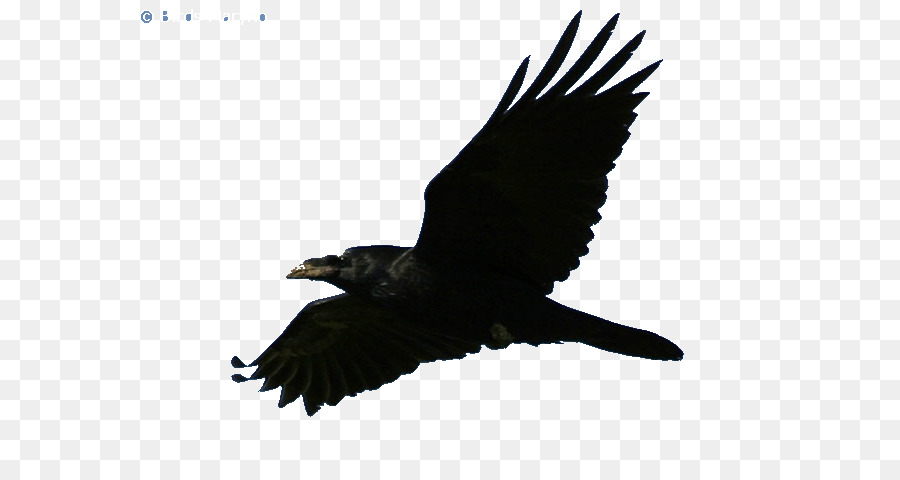 американская ворона，Грач PNG
