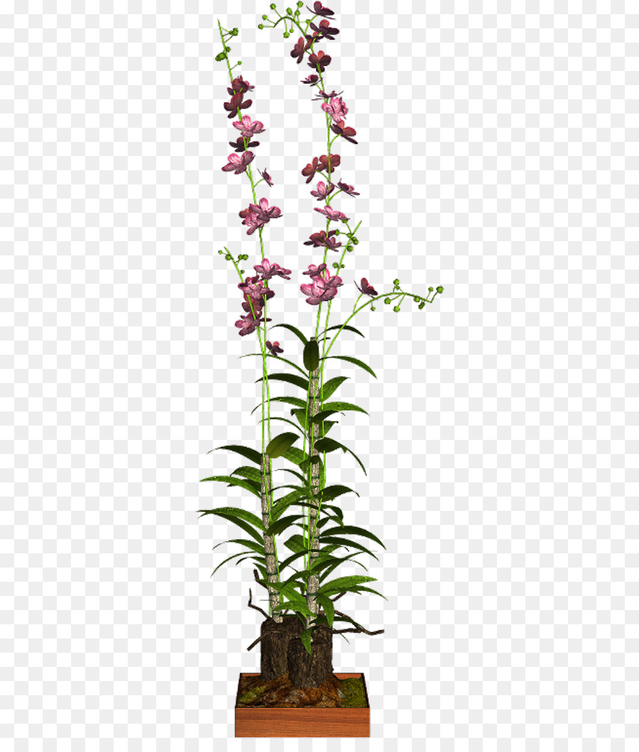 дендробиум，комнатное растение PNG