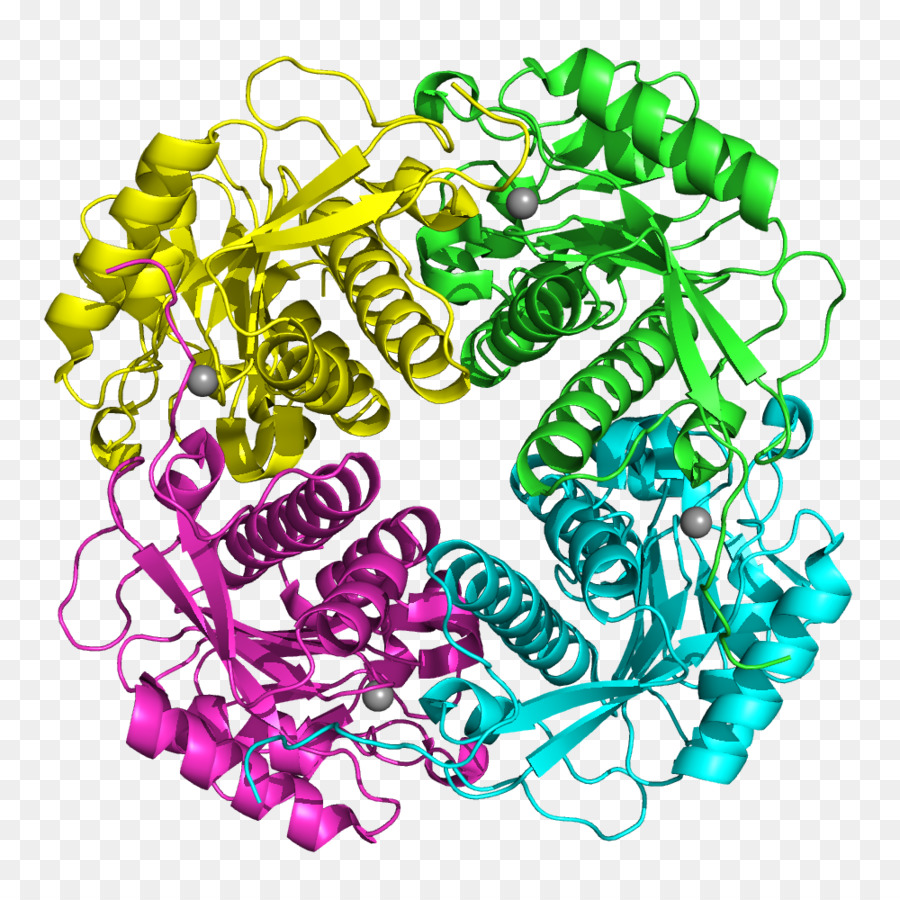 апип，взаимодействие Proteinprotein PNG