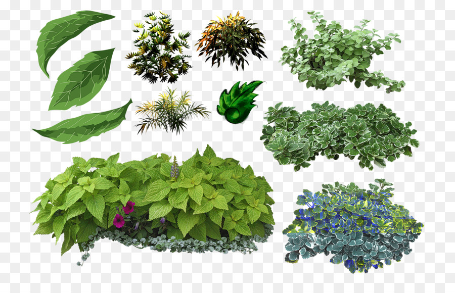 Pdf plant. Куст травы. Декоративная зелень для сада. Растения вид сверху. Кусты для фотошопа.