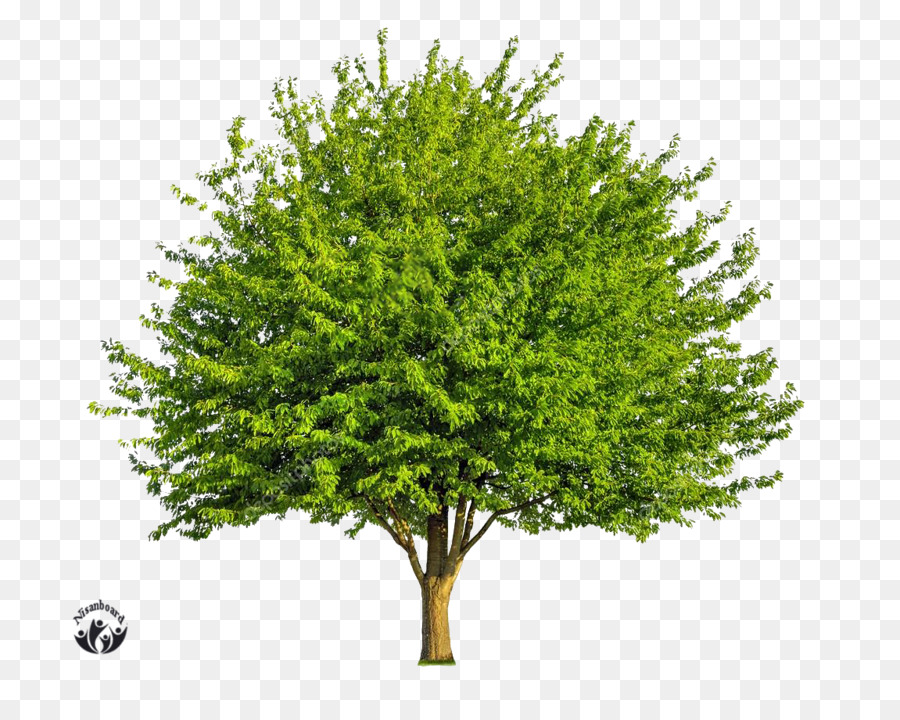 листопадные，дерево PNG
