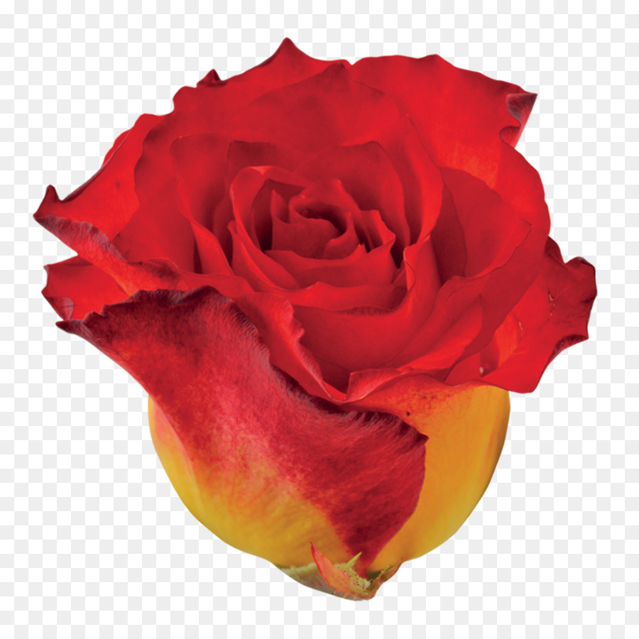сад роз，столистная роза PNG